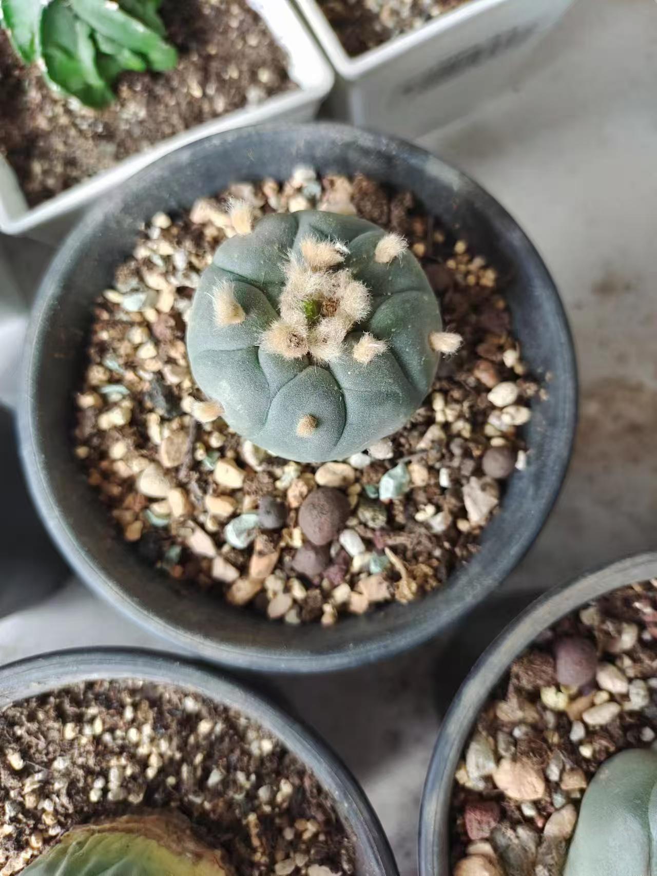 Seedlings of Lophophora Diffusa, Williamsii & Fricii: 3 Key