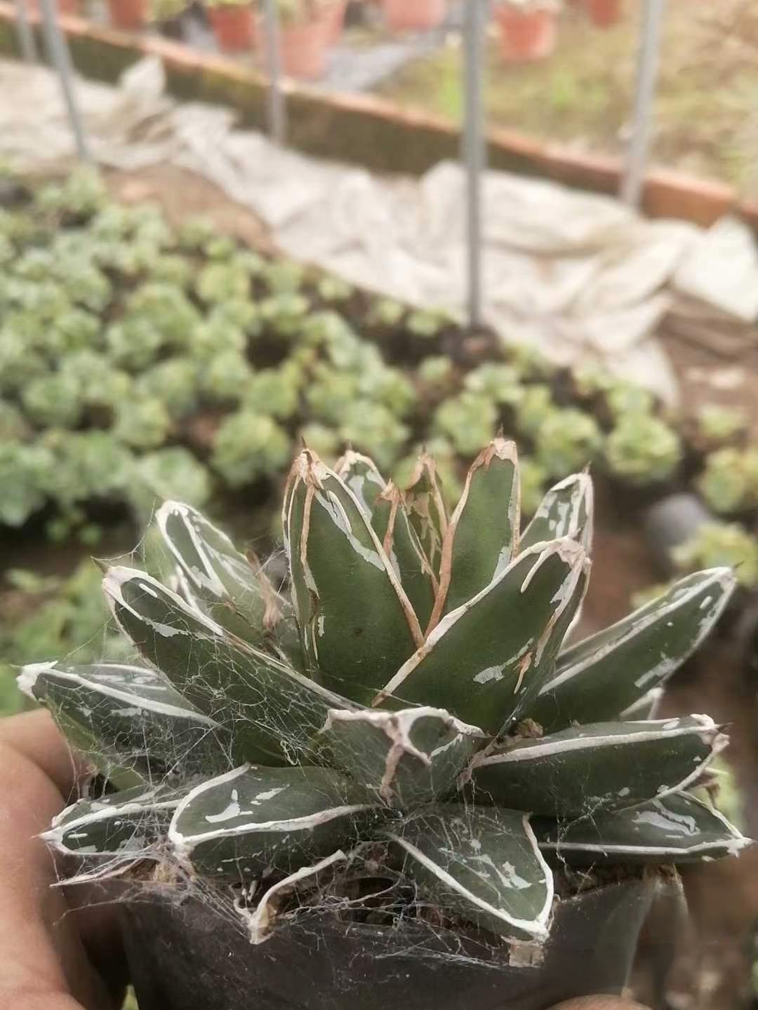 5-20cm Agave victoriae-reginae