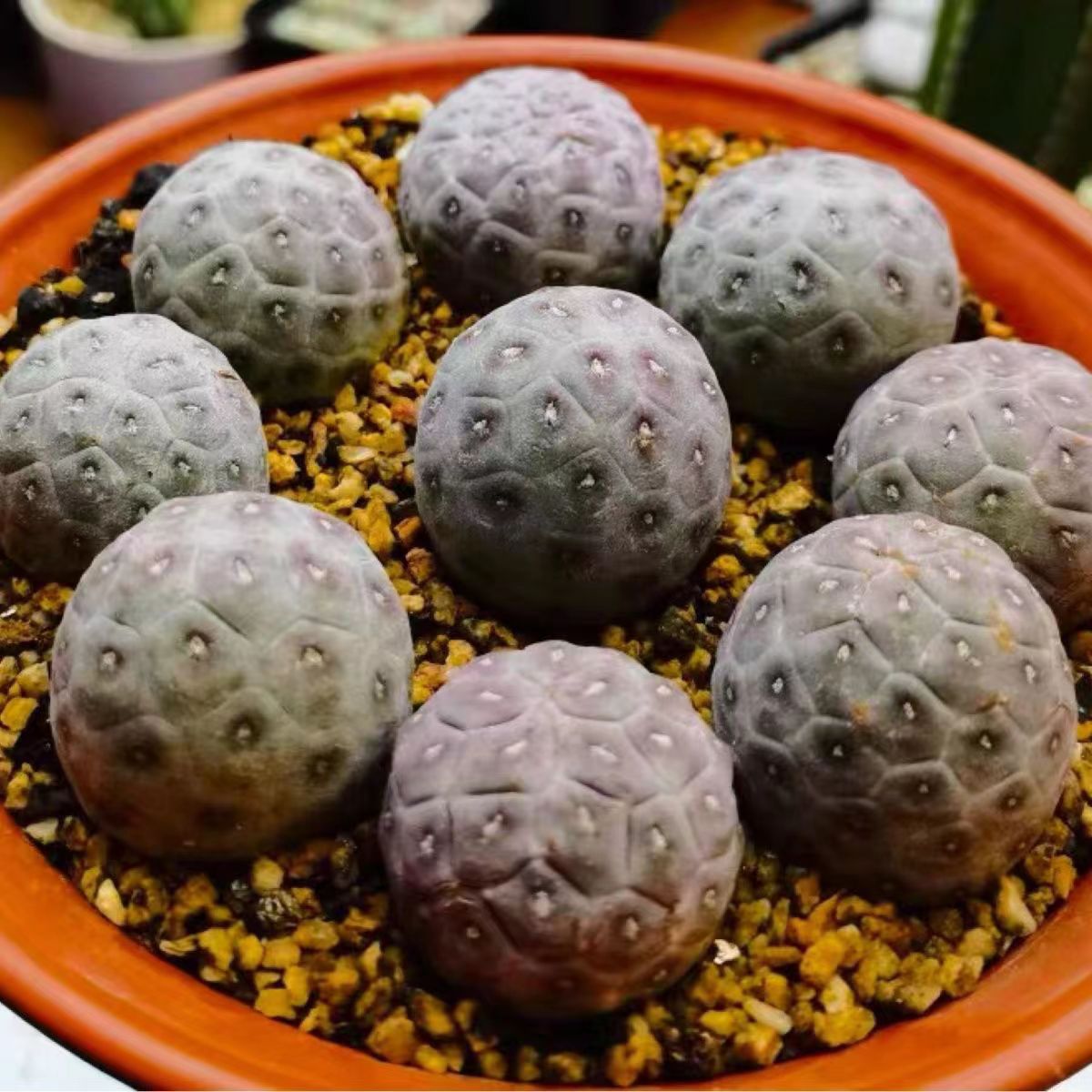 3-14cm Tephrocactus geometricus