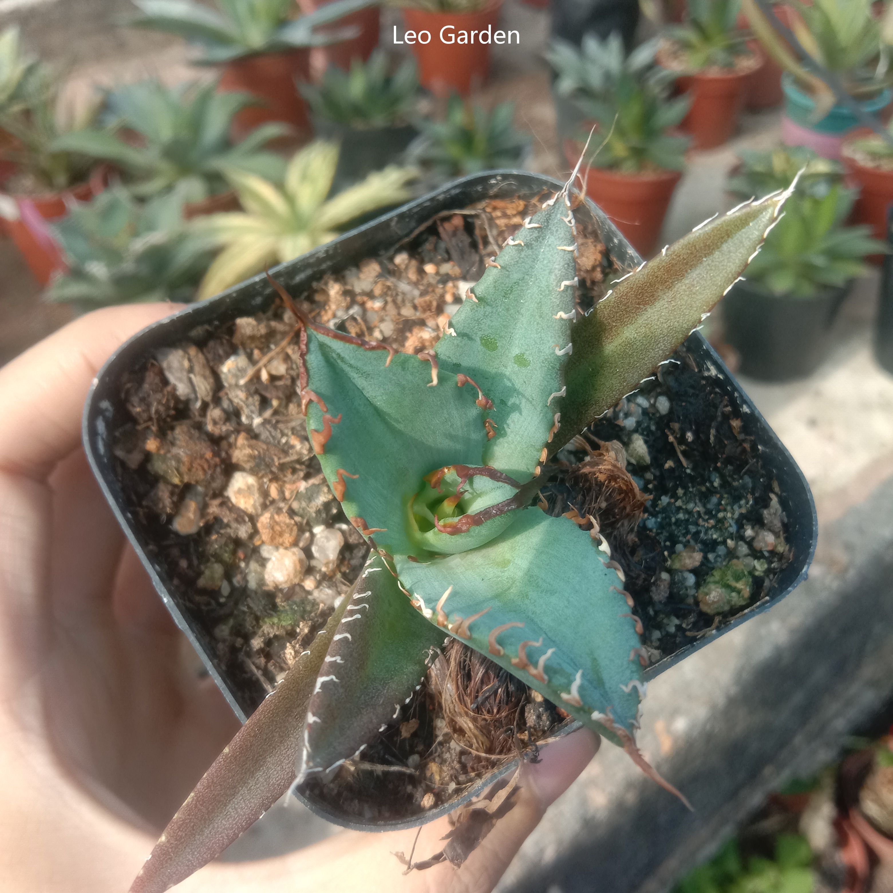 2-12cm Agave Titanota 'Asura'