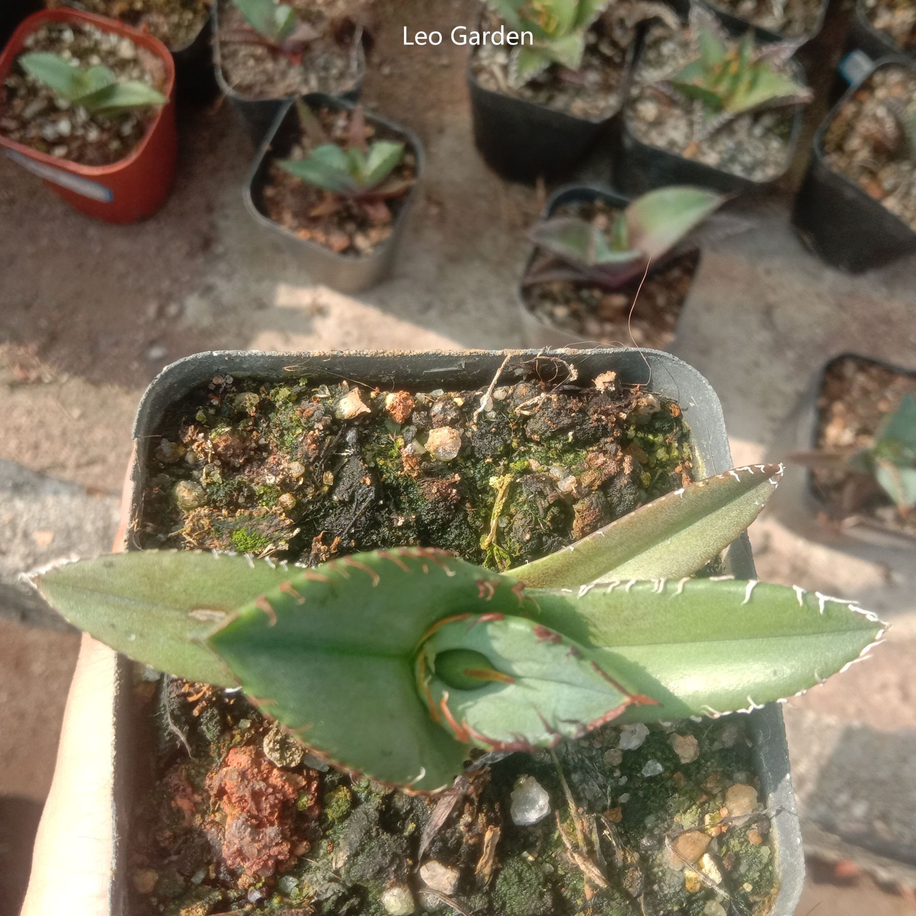 4-6cm Agave titanota Juggernaut （tissue culture）