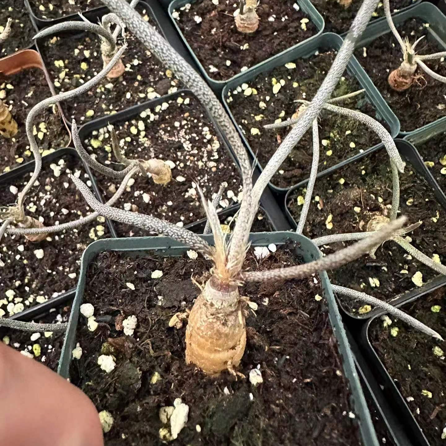 0.5-6cm cmAstrophytum caput medusae