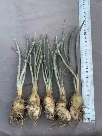 0.5-6cm cmAstrophytum caput medusae