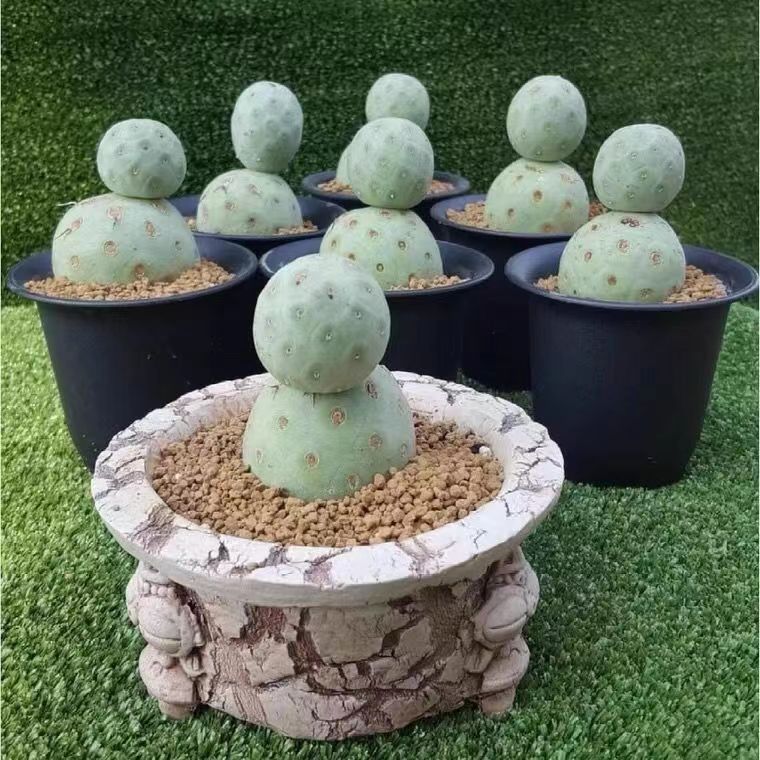 3-14cm Tephrocactus geometricus