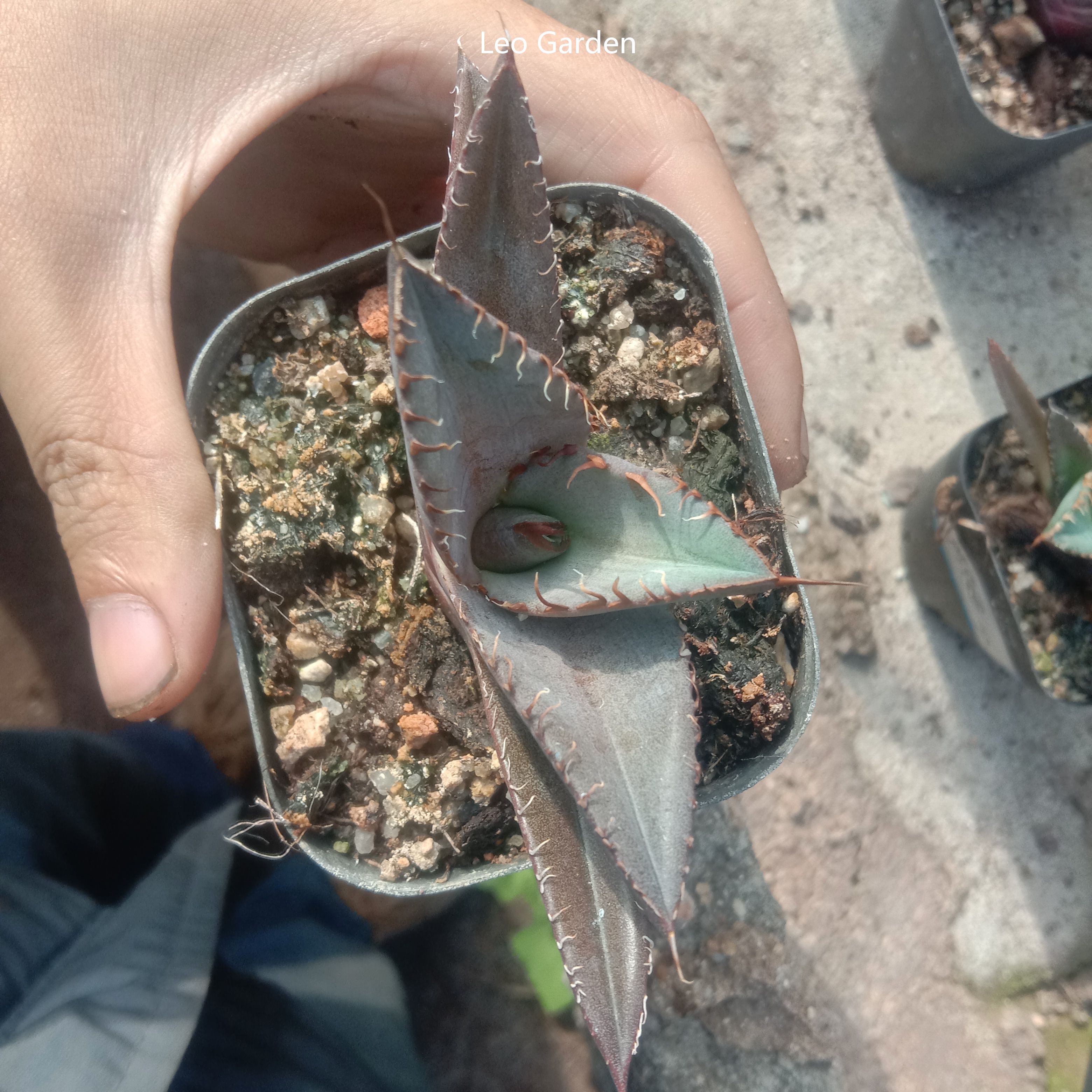5-7cm Agave Titanota Black Panther（tissue culture）