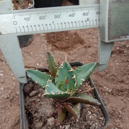 4-14cm Agave titanota “crazy” 