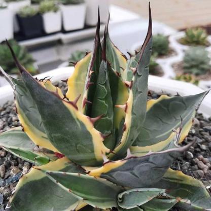 6-10cm Agave parrasana var