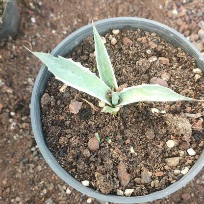 6-10cm Agave parrasana var