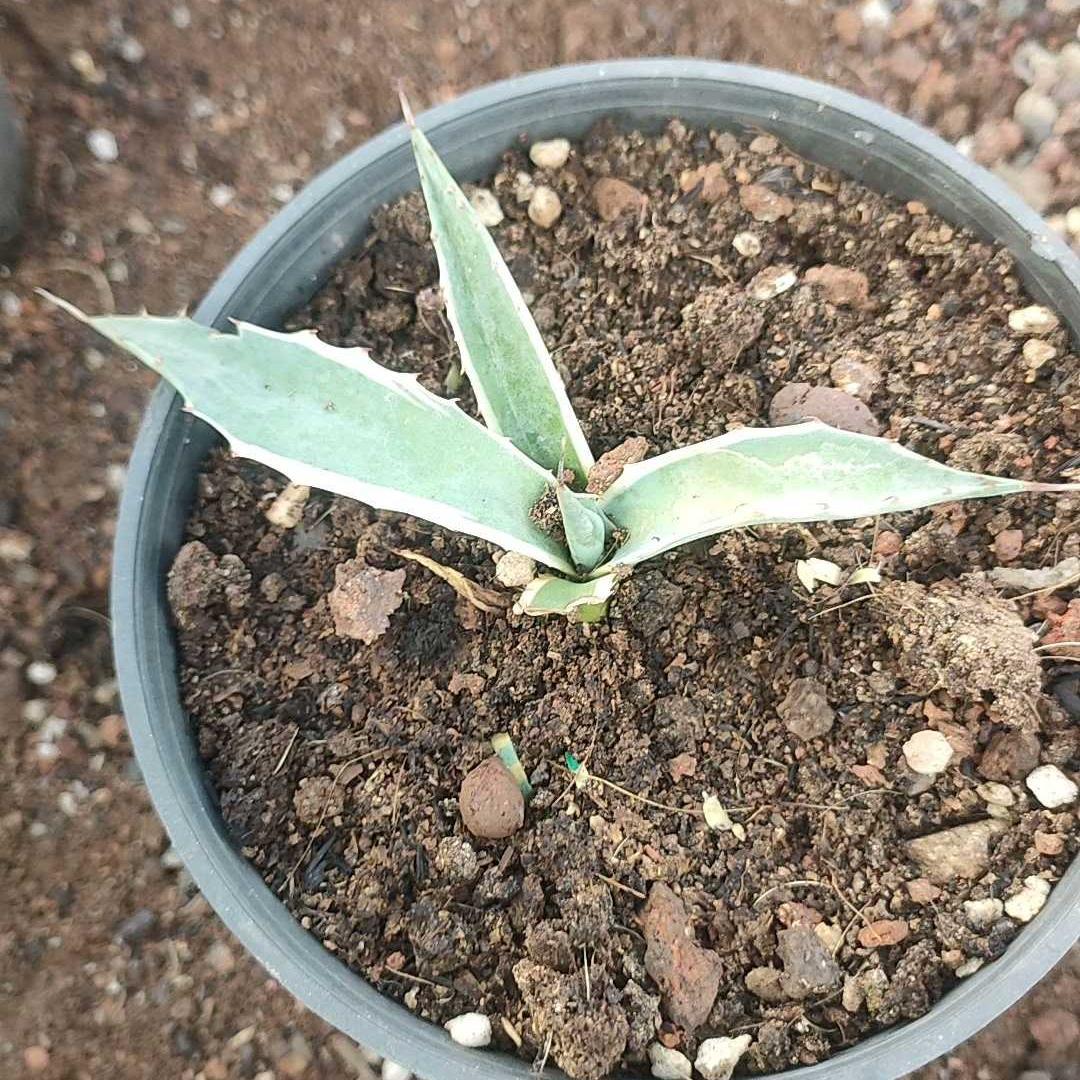 6-10cm Agave parrasana var