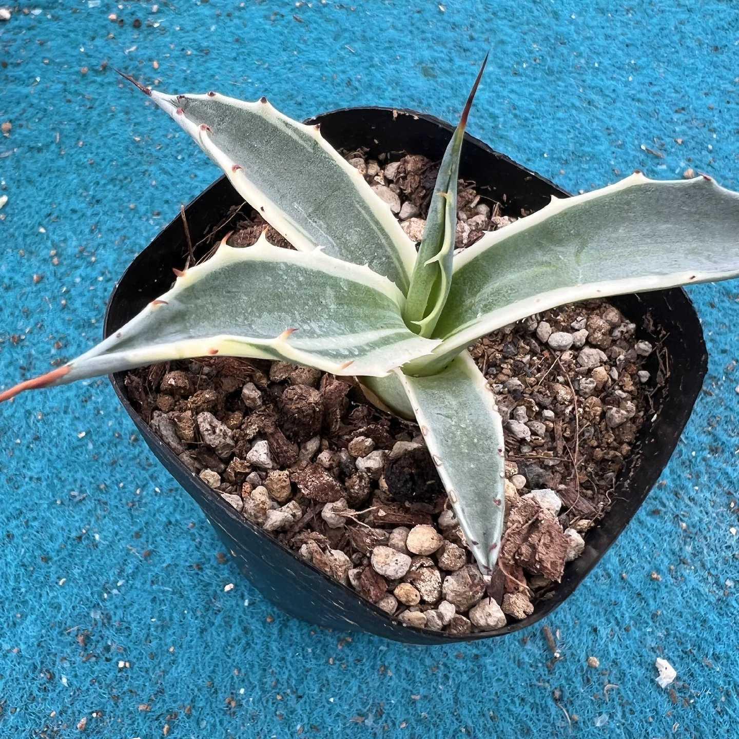 6-10cm Agave parrasana var