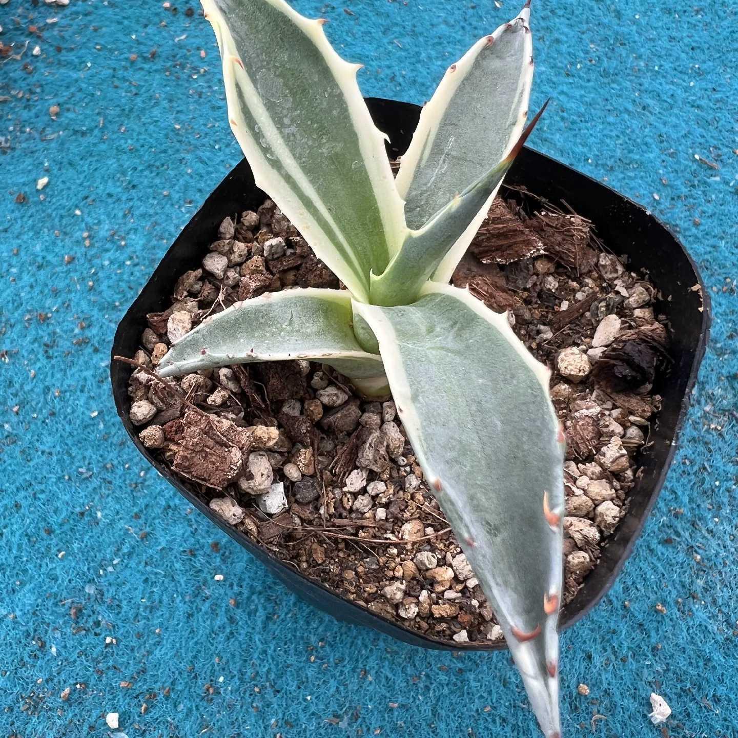 6-10cm Agave parrasana var