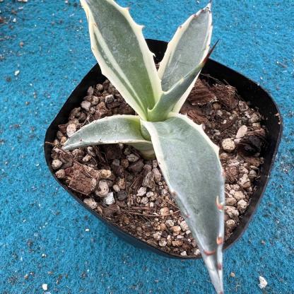 6-10cm Agave parrasana var