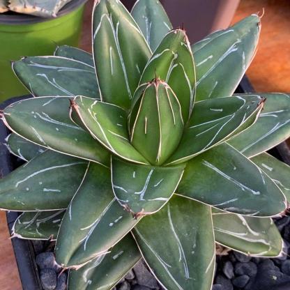 5-12cm Agave filifera var. compacta (D)