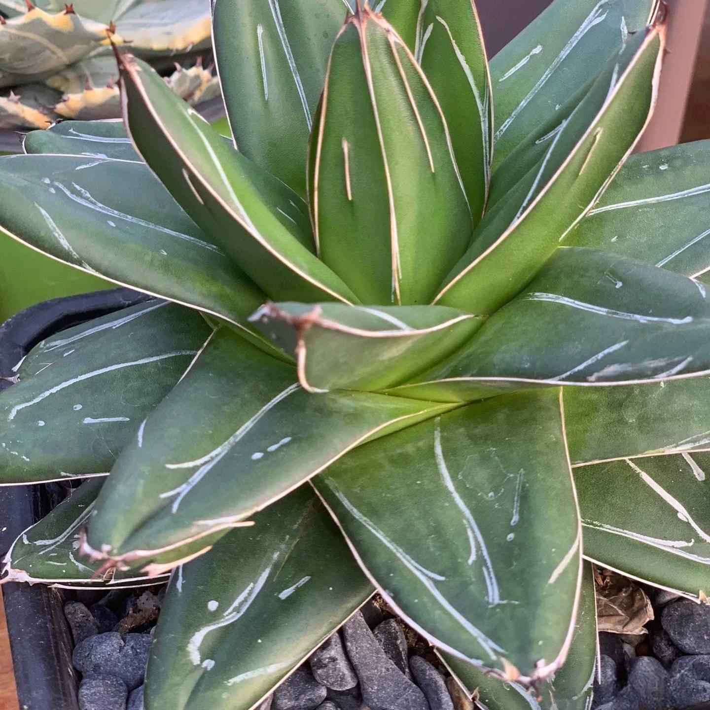 5-12cm Agave filifera var. compacta (D)
