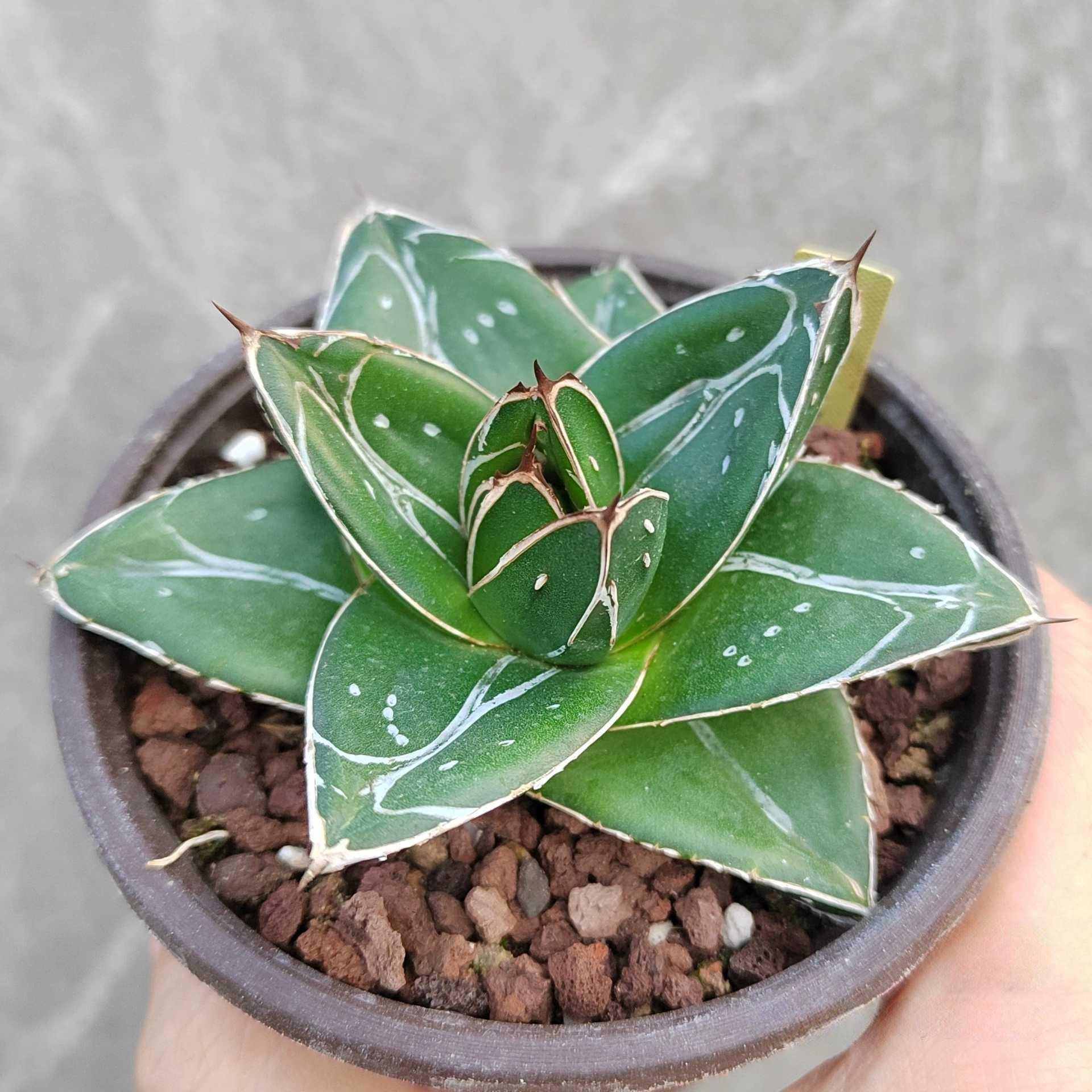 5-12cm Agave filifera var. compacta (D)
