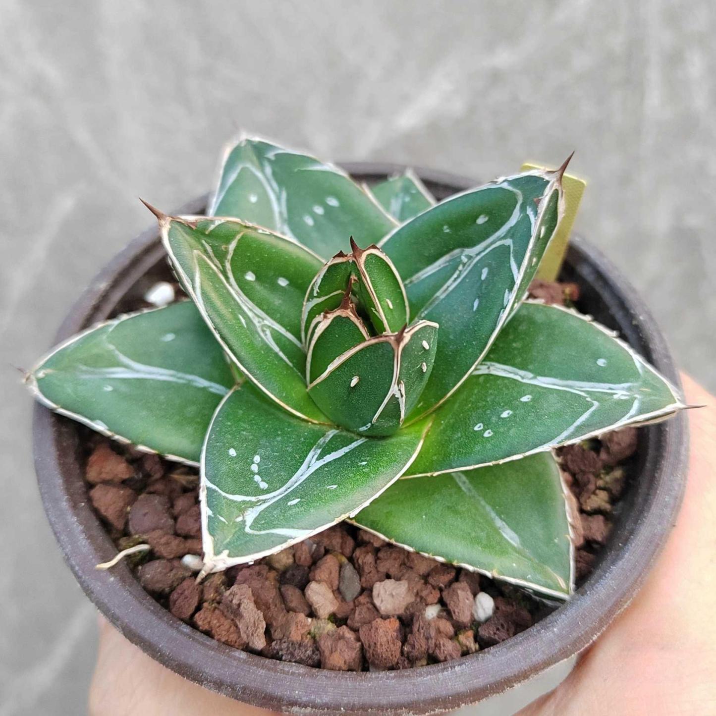 5-12cm Agave filifera var. compacta (D)