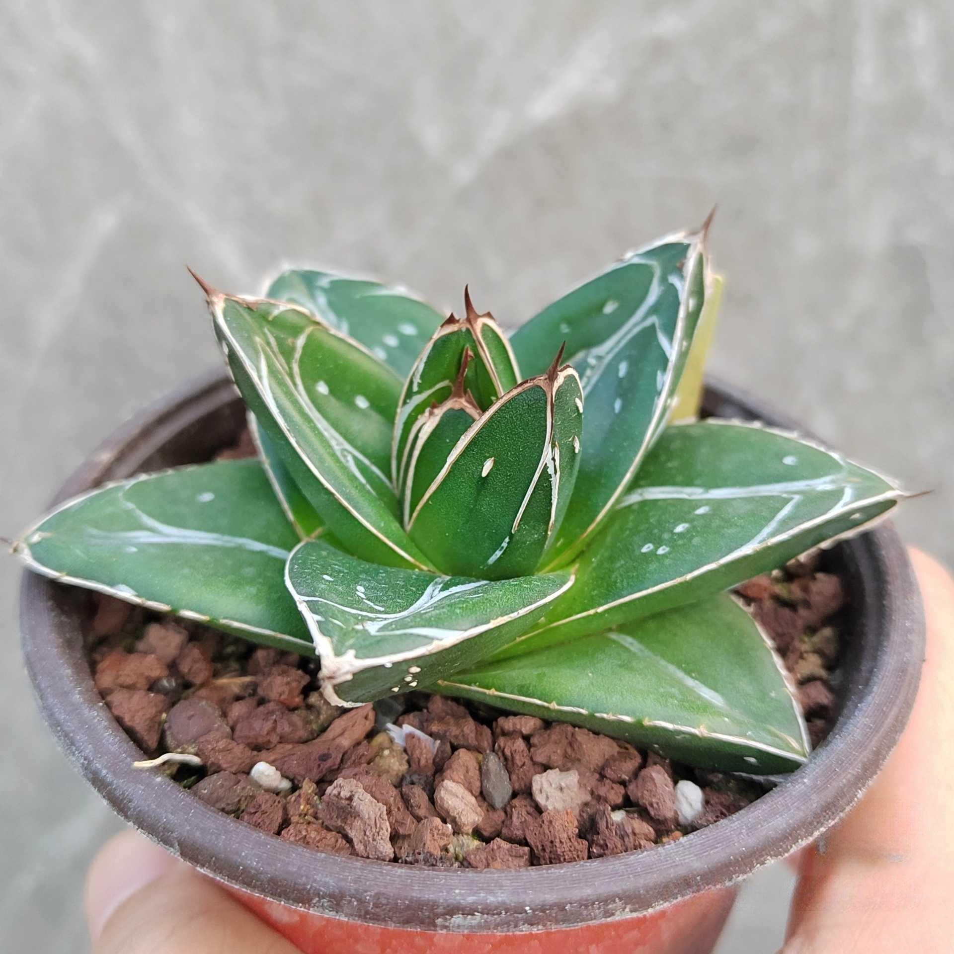 5-12cm Agave filifera var. compacta (D)
