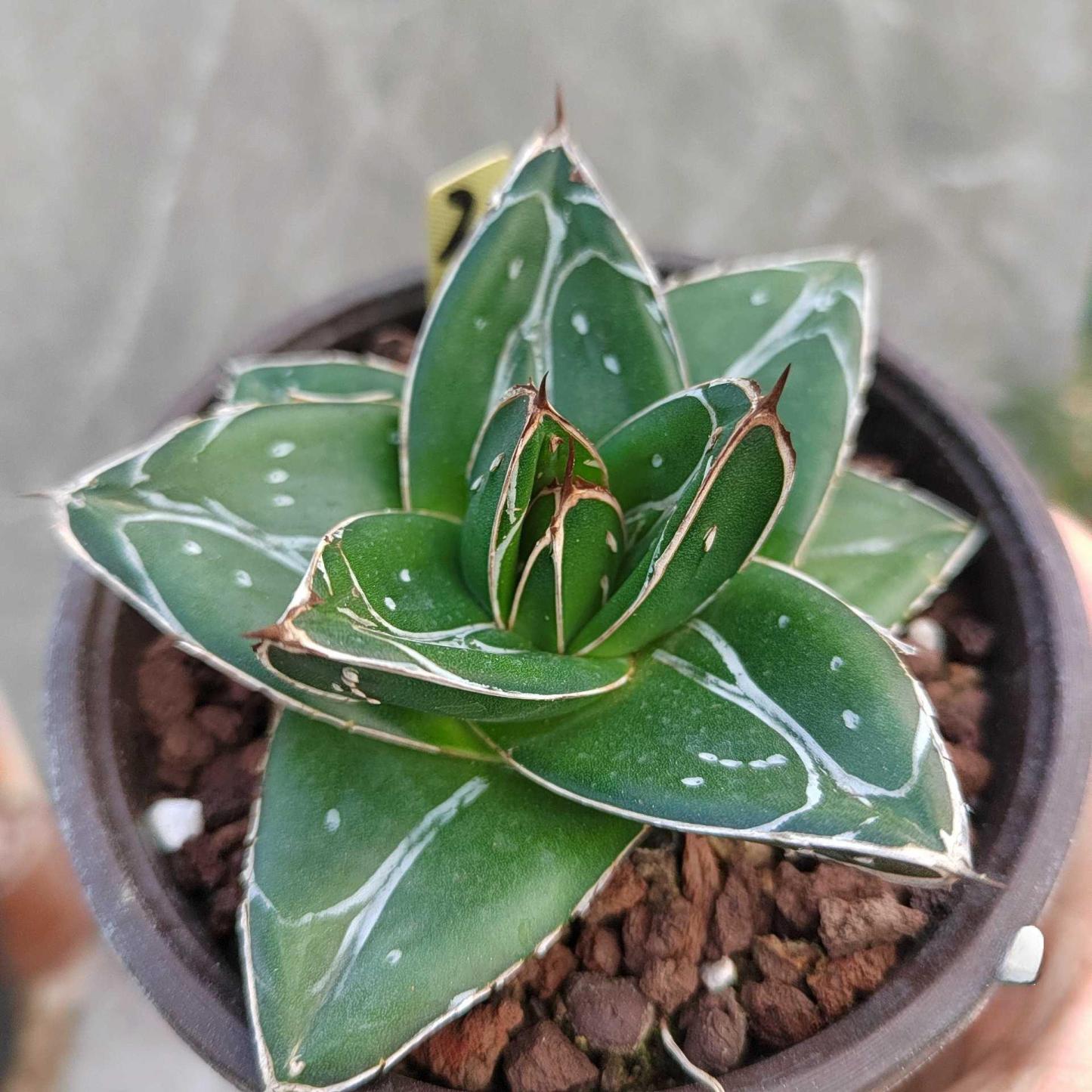 5-7cm Agave filifera var. compacta (D)（tissue culture）