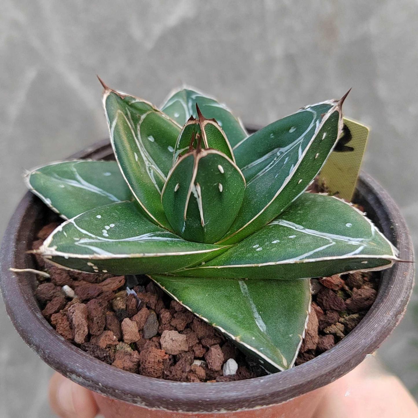 5-12cm Agave filifera var. compacta (D)