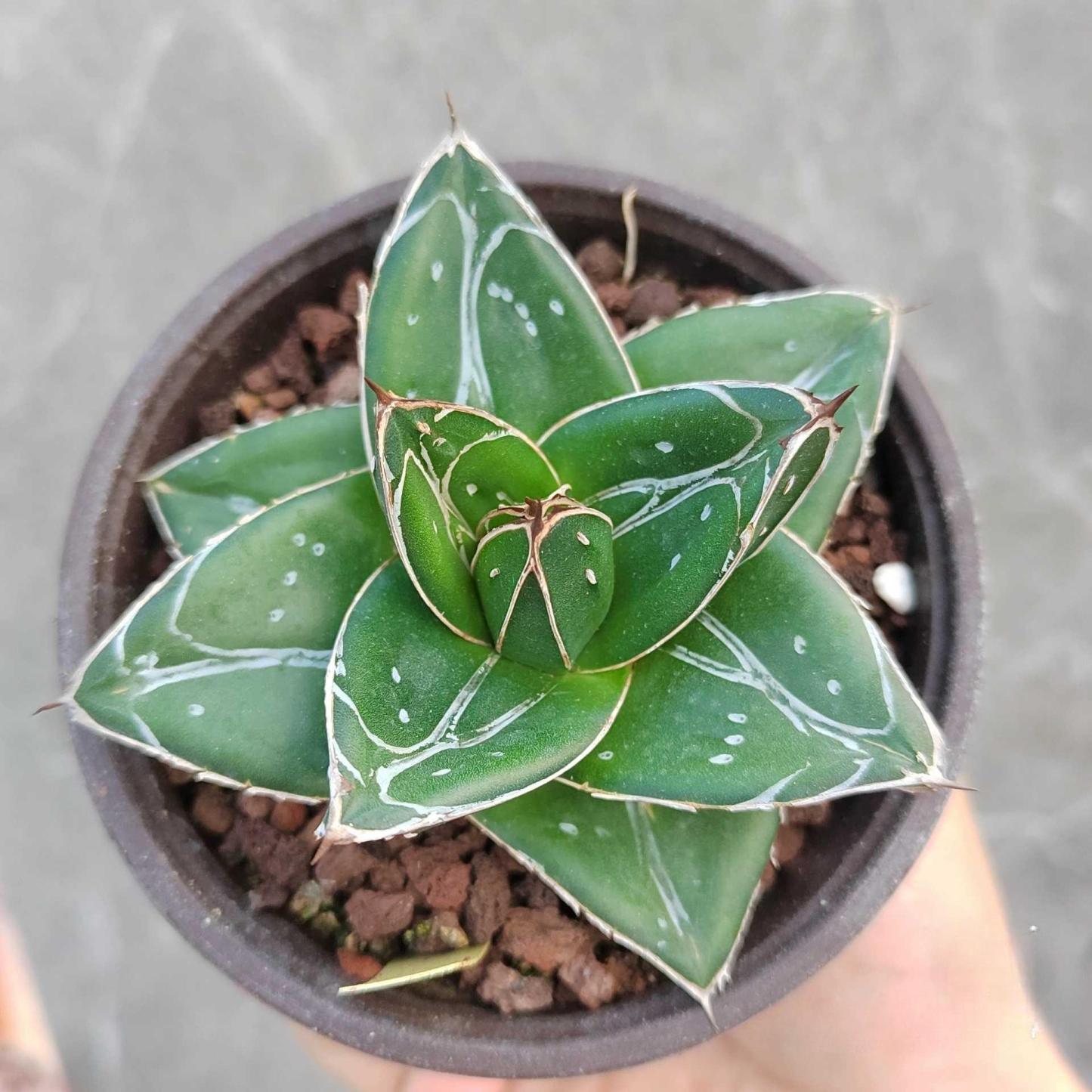 5-7cm Agave filifera var. compacta (D)（tissue culture）