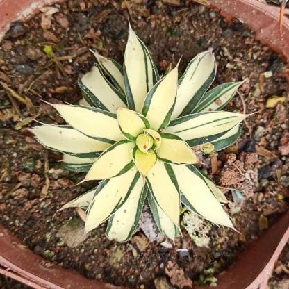 6-10cm Agave filifera 'Ouhi-midare-yuki 