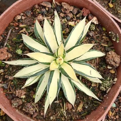 6-10cm Agave filifera 'Ouhi-midare-yuki 