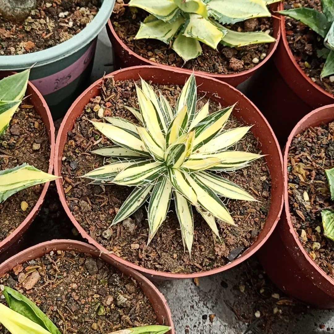 6-10cm Agave filifera 'Ouhi-midare-yuki