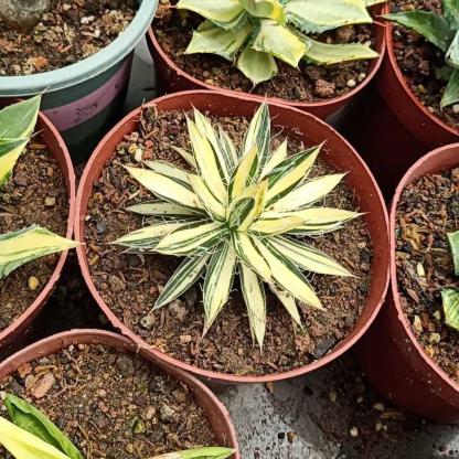 6-10cm Agave filifera 'Ouhi-midare-yuki 
