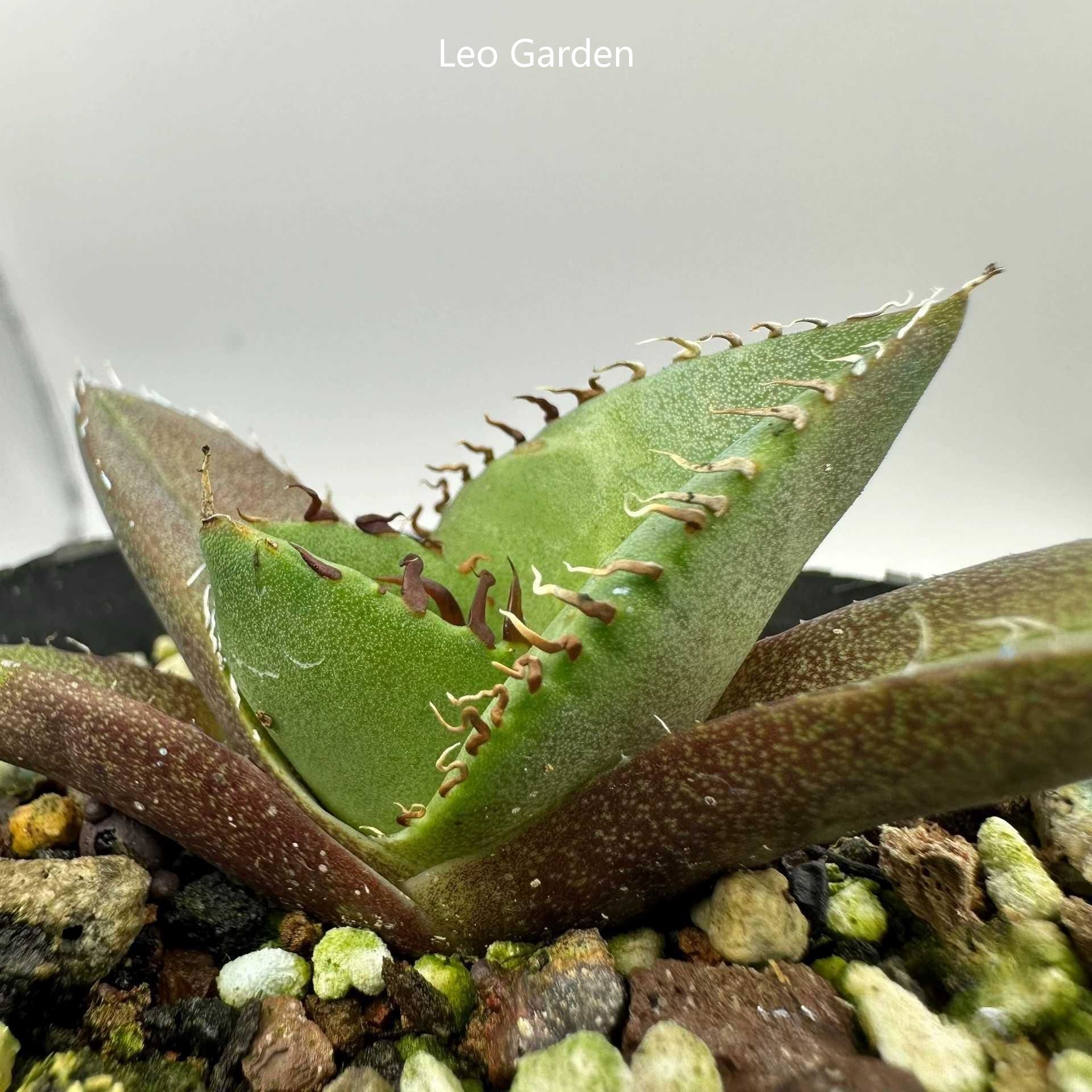 2-4cm Agave Titanota Juggernaut （tissue culture）