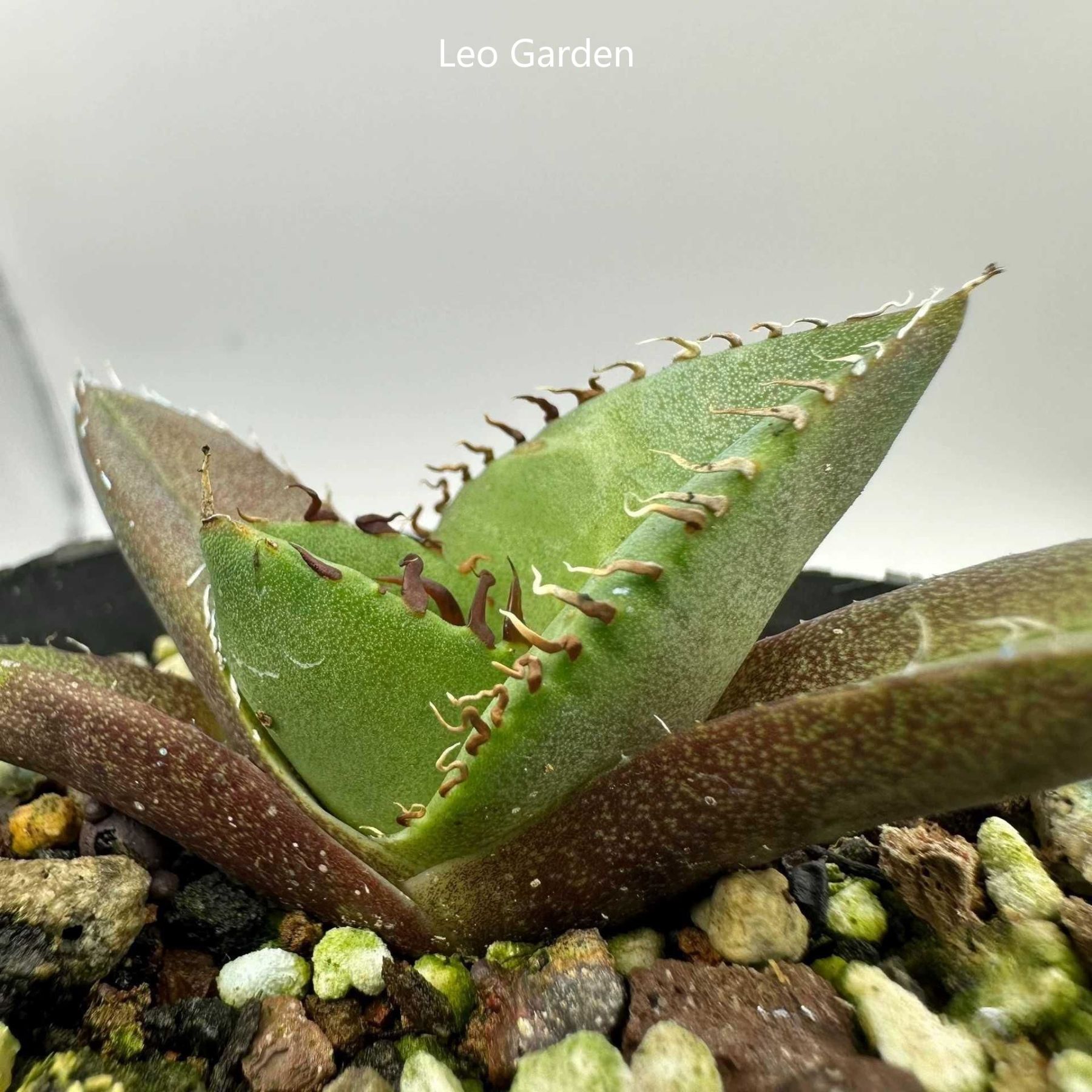 2-4cm Agave Titanota Juggernaut （tissue culture）