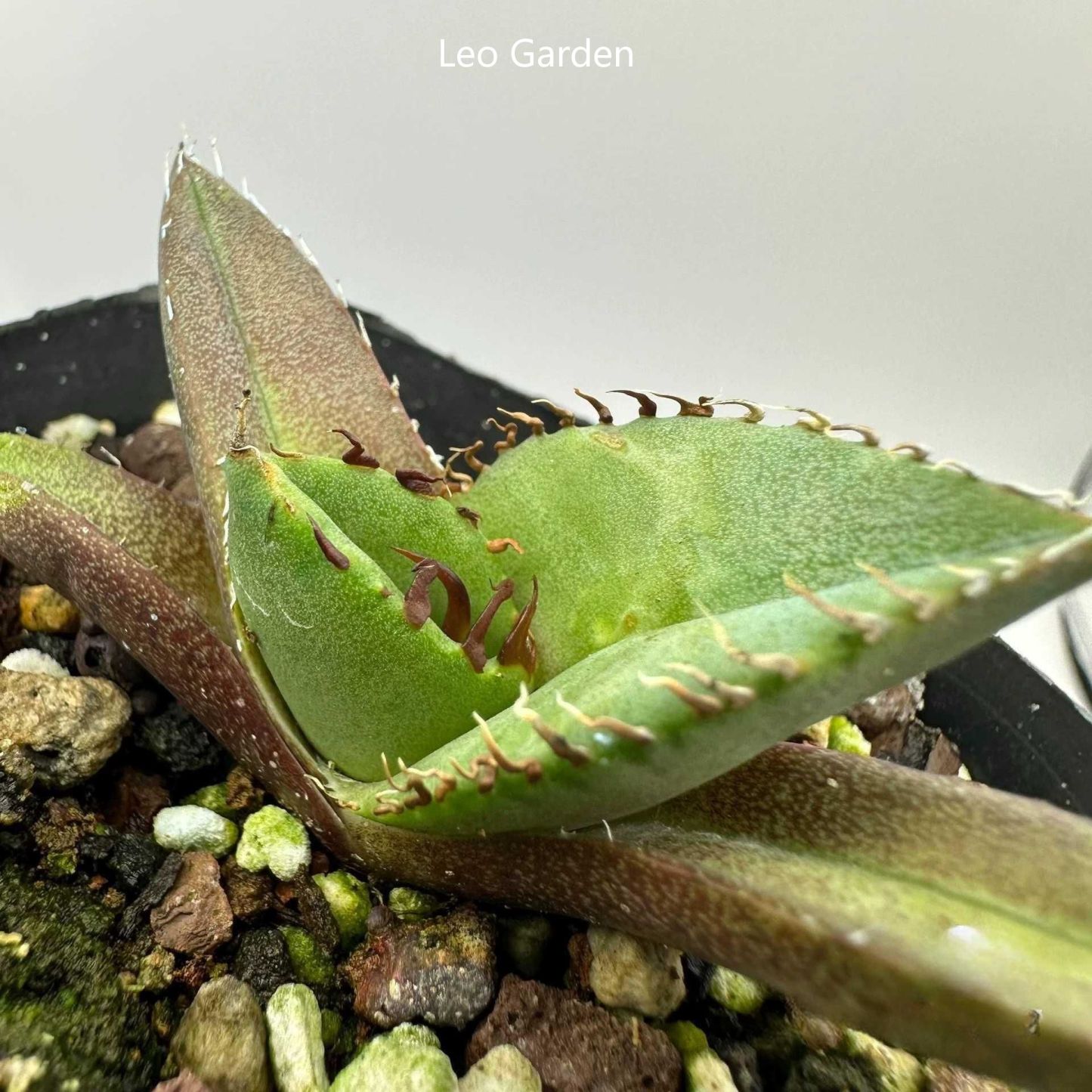 2-4cm Agave Titanota Juggernaut （tissue culture）