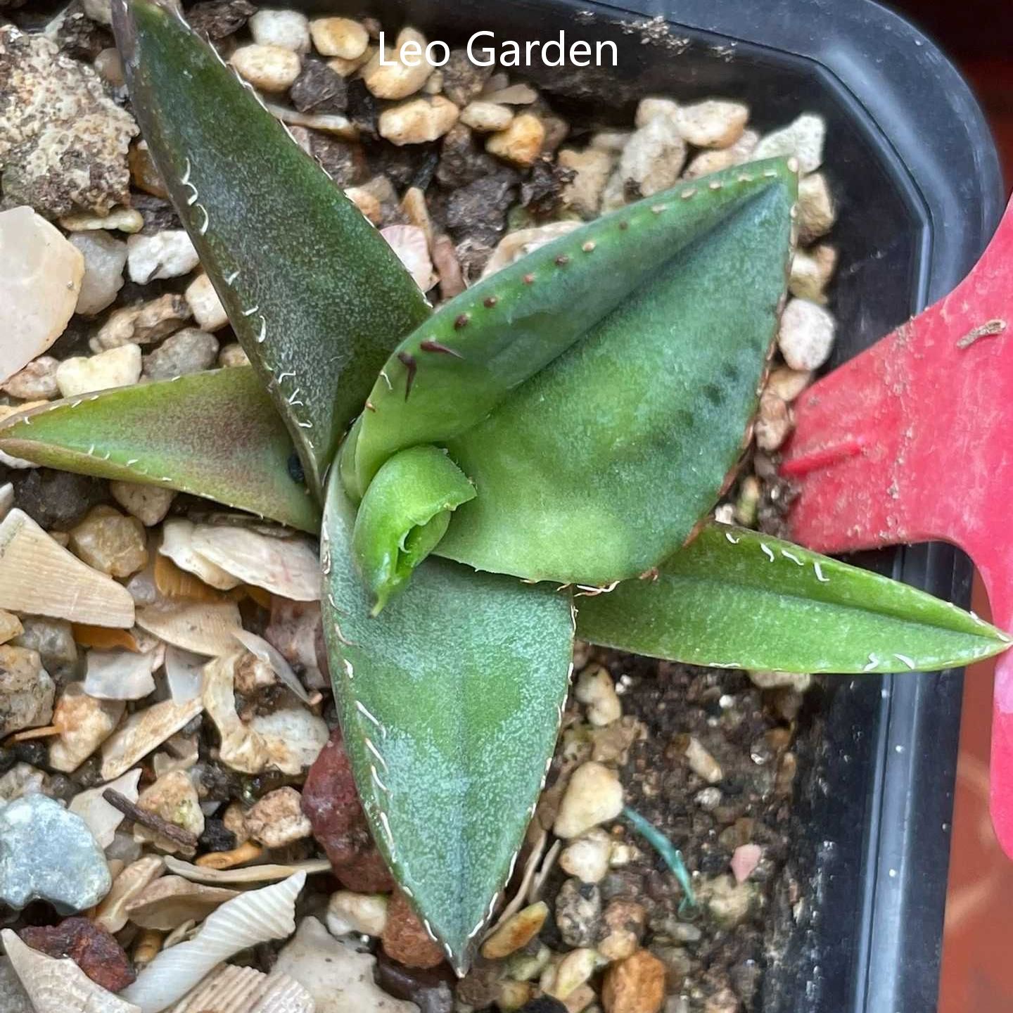 2-4cm Agave Titanota Juggernaut （tissue culture） – Succulent Purrs
