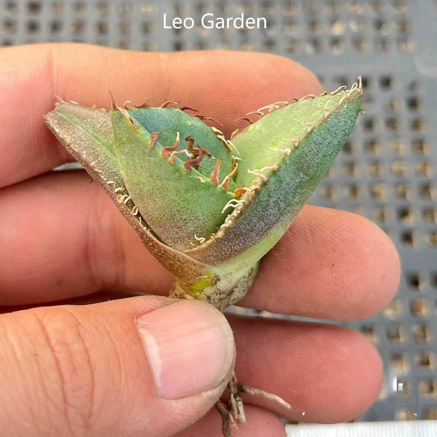 2-4cm Agave Titanota Juggernaut （tissue culture）