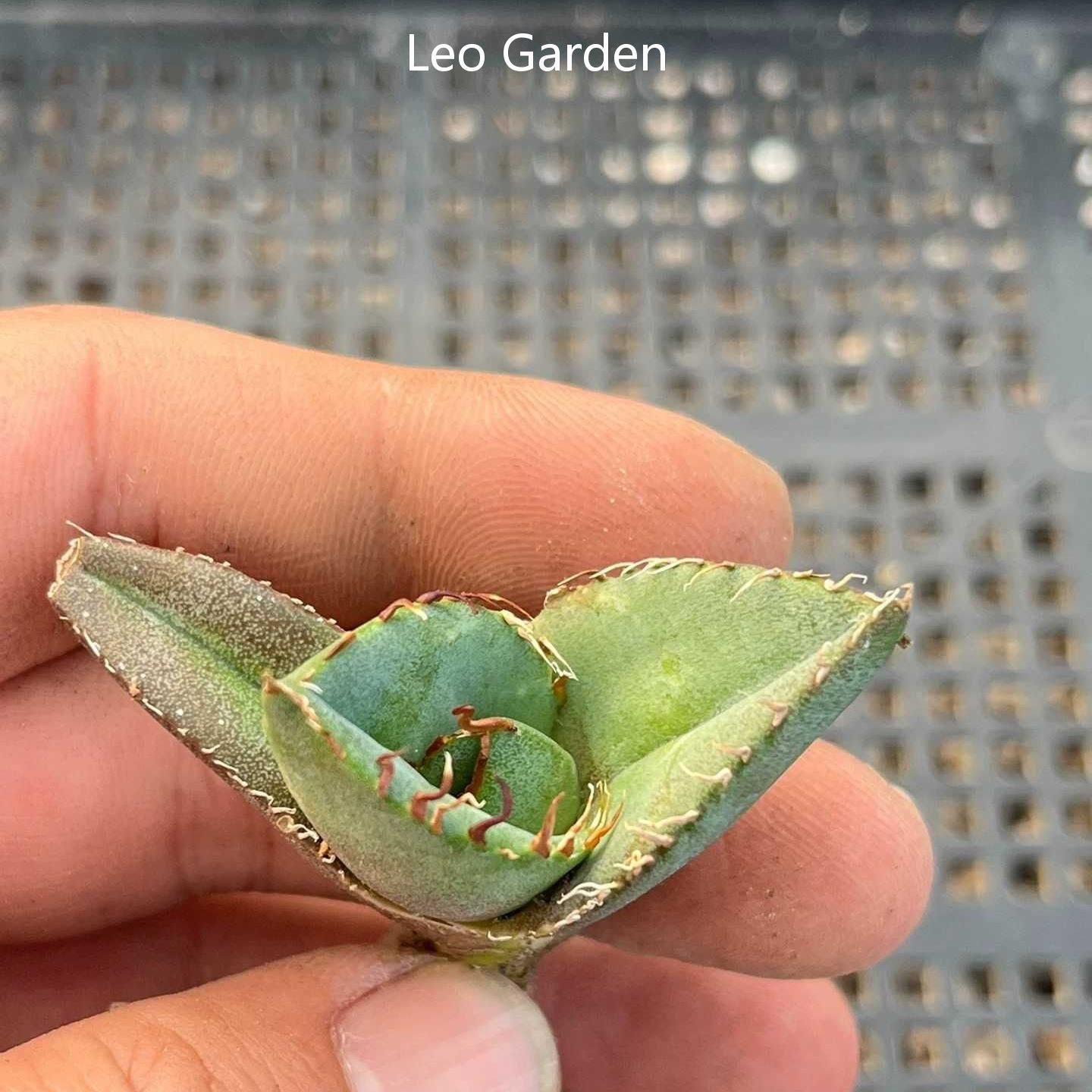 2-4cm Agave Titanota Juggernaut （tissue culture）