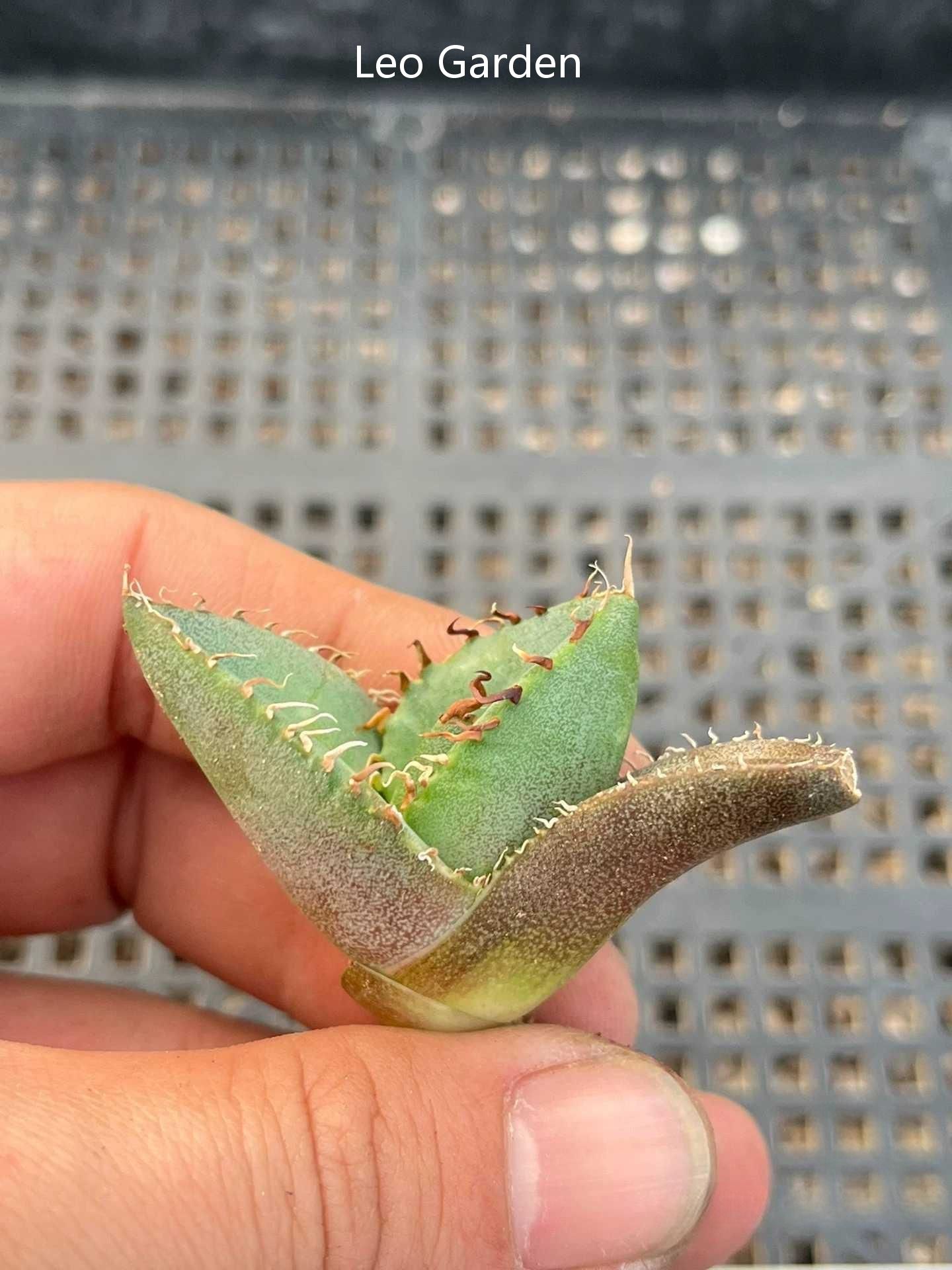 2-4cm Agave Titanota Juggernaut （tissue culture）