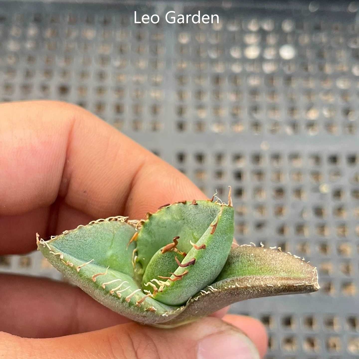 2-4cm Agave Titanota Juggernaut （tissue culture）