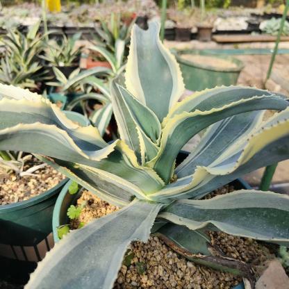 6-15cm Agave gypsophila var