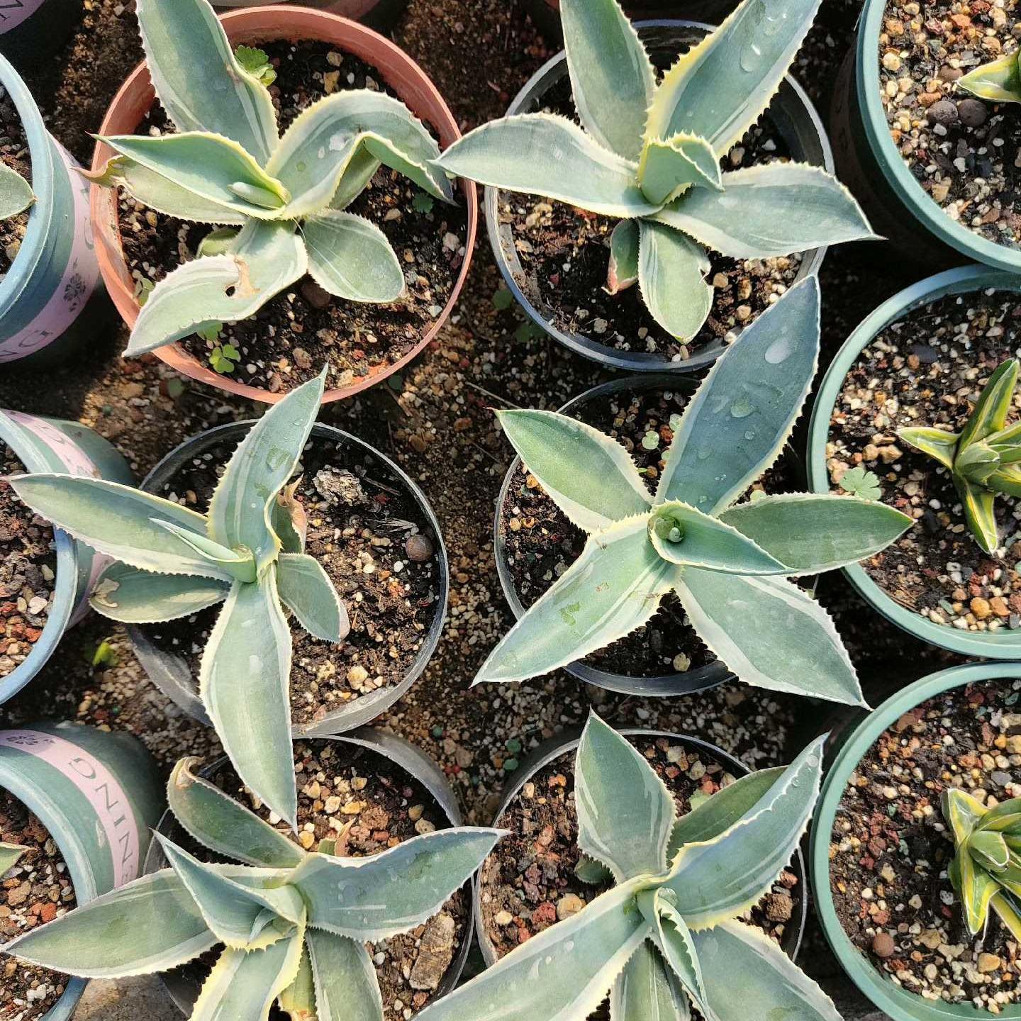 6-15cm Agave gypsophila var