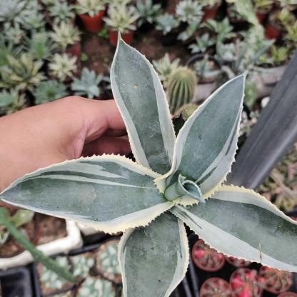 6-15cm Agave gypsophila var