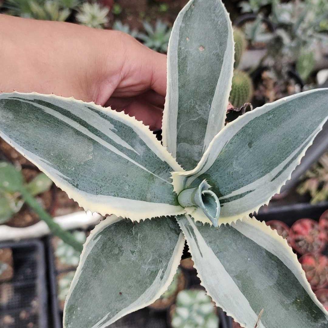 6-15cm Agave gypsophila var
