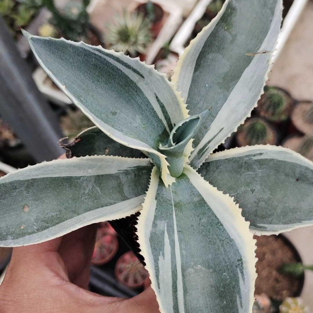 6-15cm Agave gypsophila var
