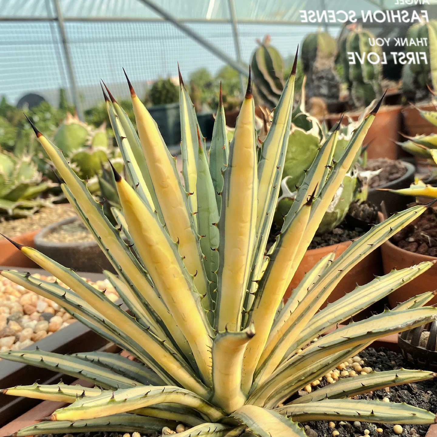 10-15cm Agave macroacantha mediopicta 