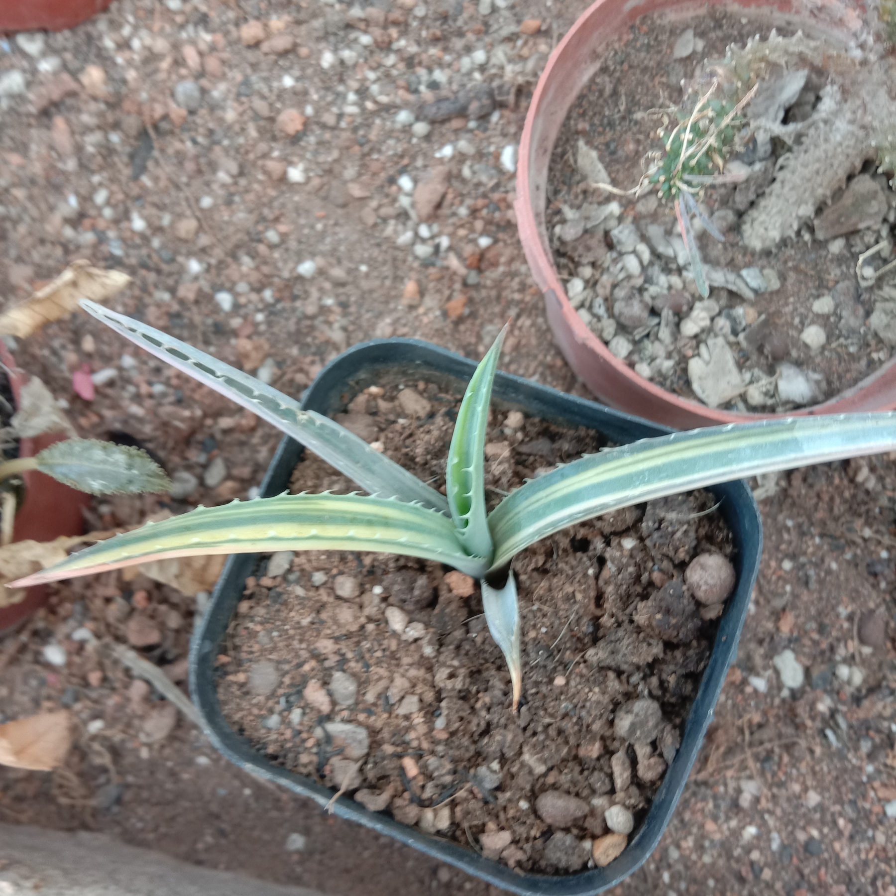 10-15cm Agave macroacantha mediopicta 