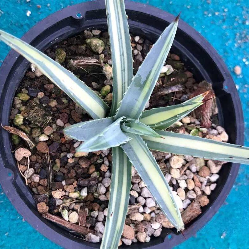 10-15cm Agave macroacantha mediopicta