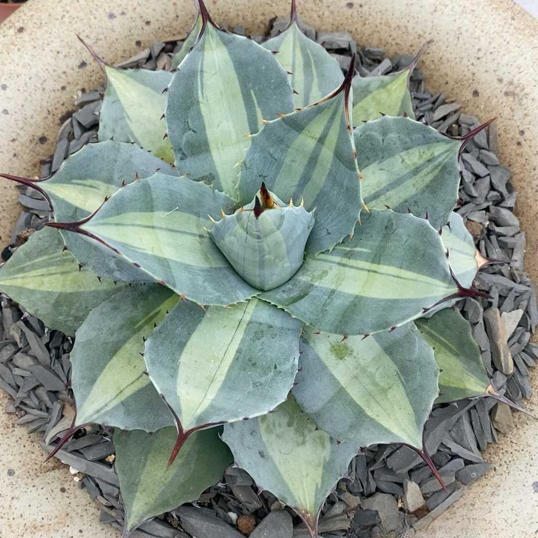 8-10cm Agave parryi ssp. huachucensis excelsior – Succulent Purrs