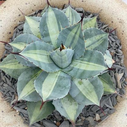 8-10cm Agave parryi ssp. huachucensis excelsior – Succulent Purrs