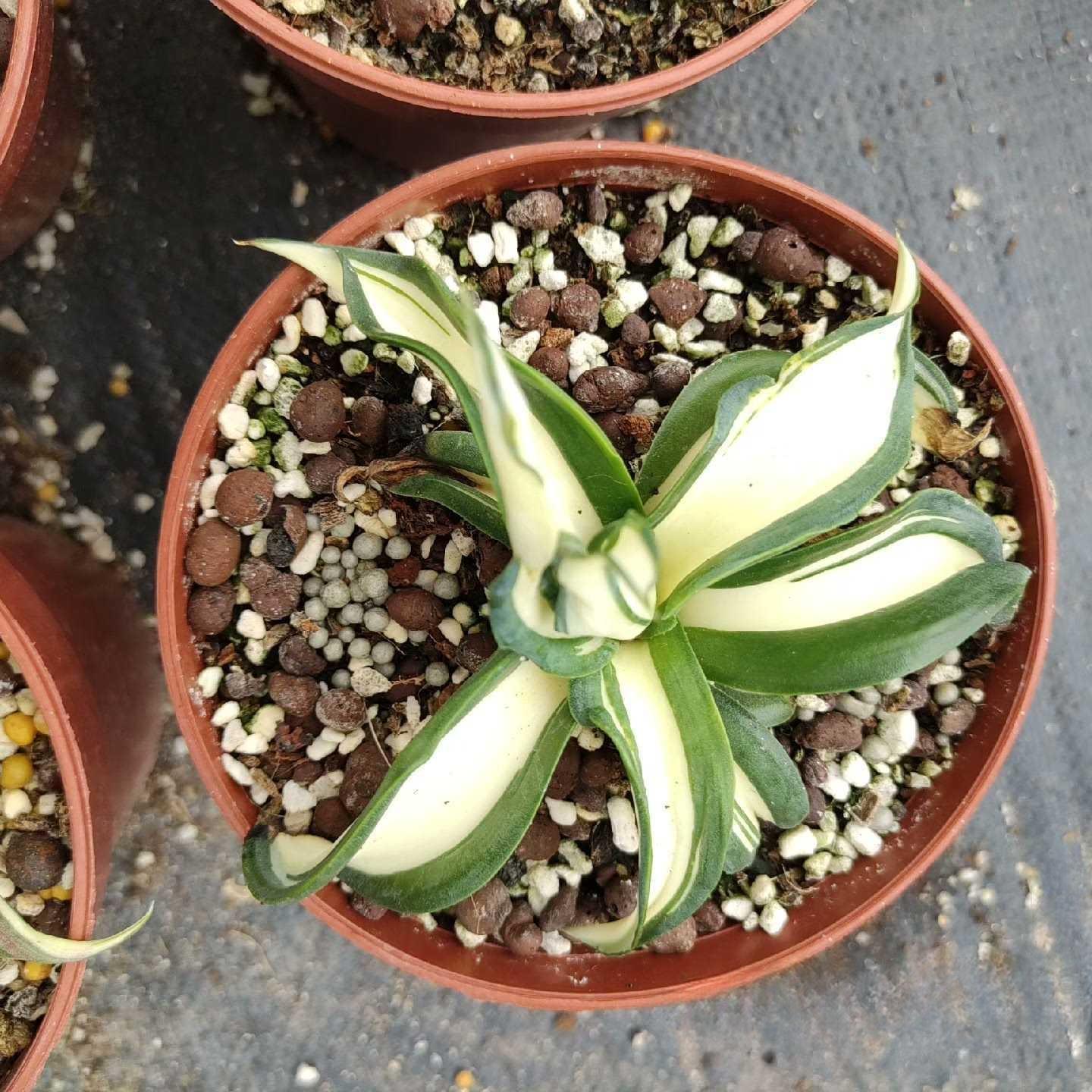10-25cm Agave desmetiana mediopicta alba 