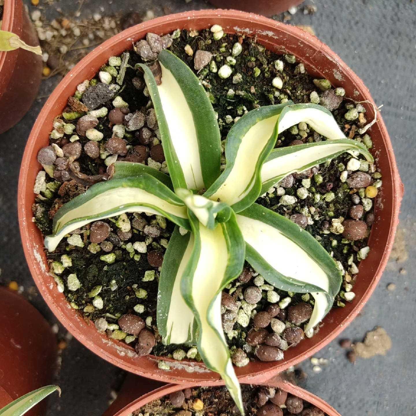 10-25cm Agave desmetiana mediopicta alba 