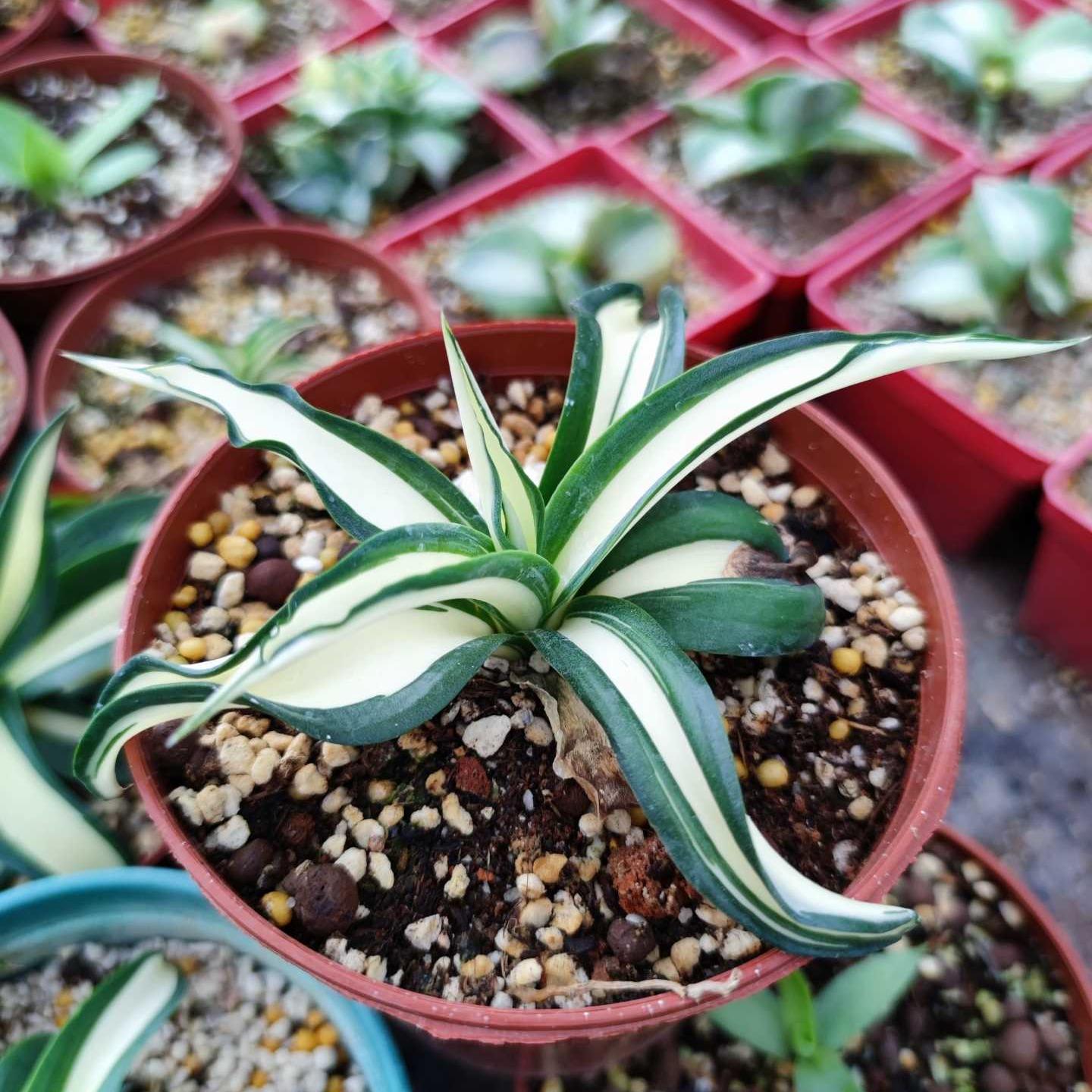 10-25cm Agave desmetiana mediopicta alba 