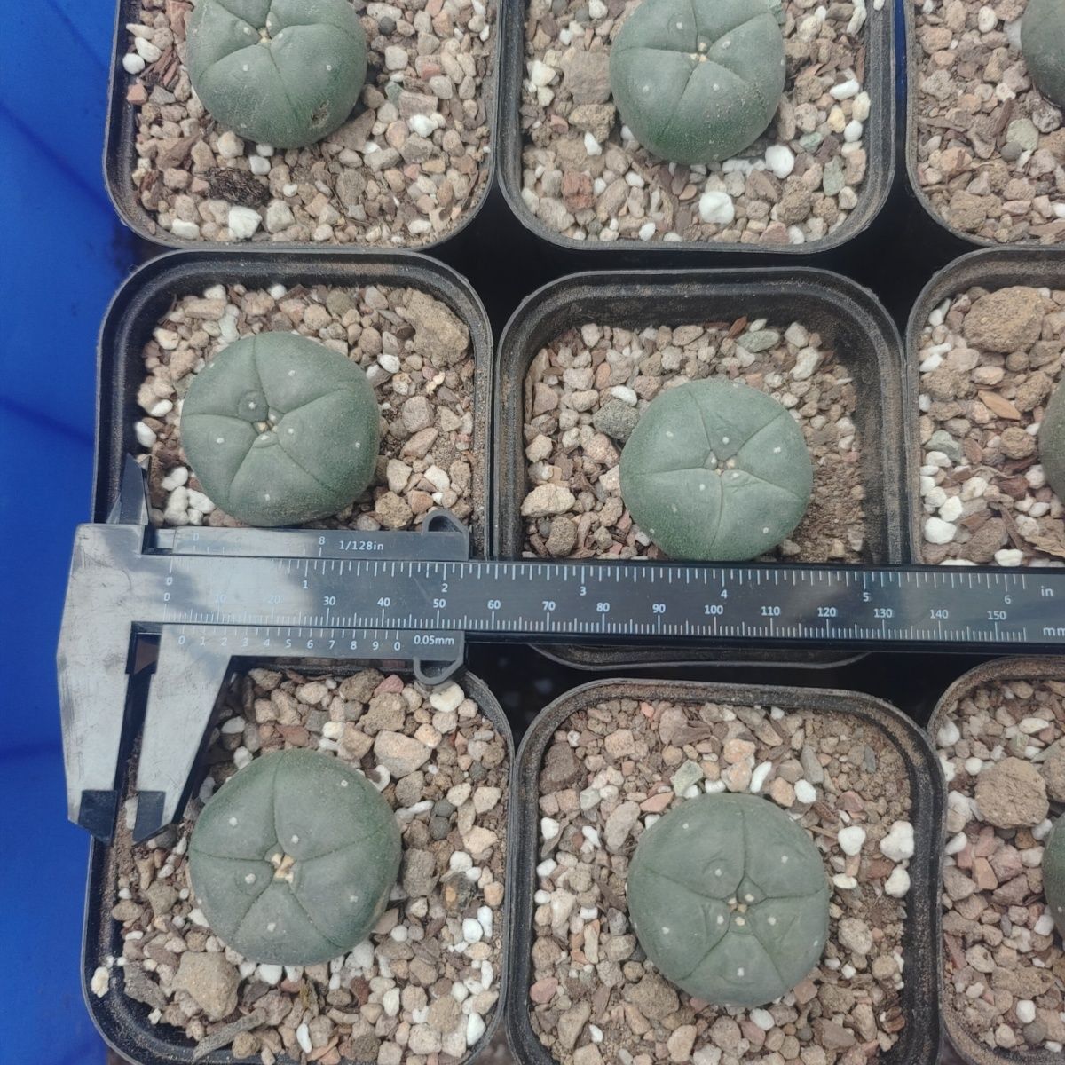 10-25cm Agave desmetiana mediopicta alba 